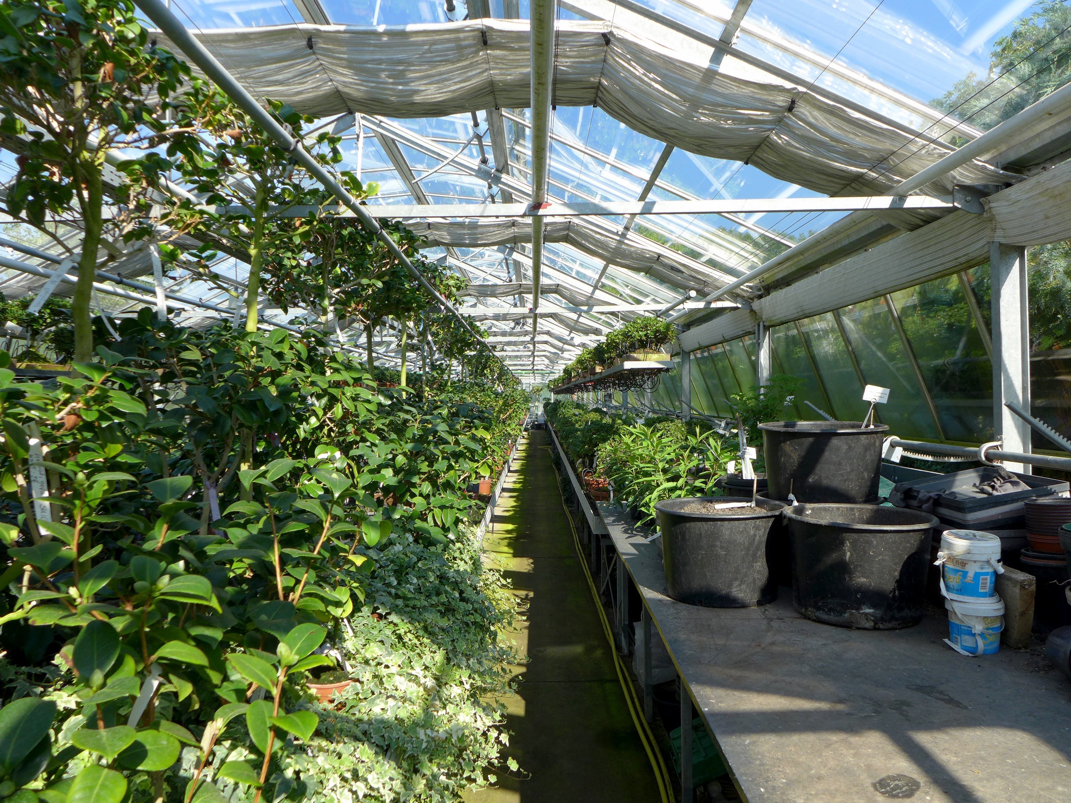 Jardin mature avec allée et végétation installée